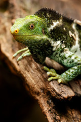Portrait of Fijian crested iguana (Brachylophus vitiensis) on Vi