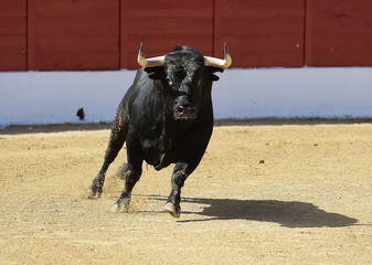 bull