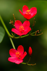Peregrina flower (Jatropha integerrima)