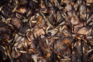 Faded autumn foliage, leaf. Texture. The concept of depression, 