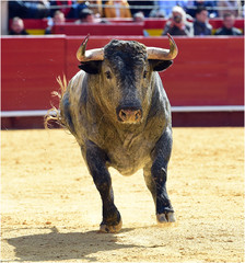 bull
