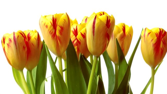 Time-lapse of red and yellowTulips blooming. Studio shot over white.
