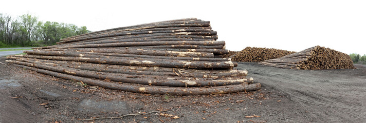 Cut timber stacked in lumber yard. Panorama.