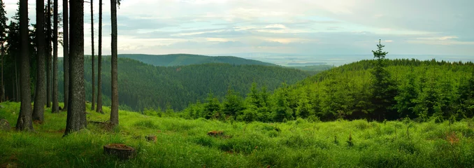 Zelfklevend Fotobehang Uitzicht vanuit het bos over eindeloos sparrenbos naar open land © AVTG