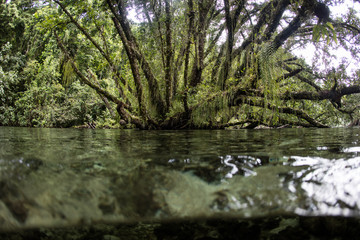 Obraz na płótnie Canvas Green Rainforest and Shallow Water