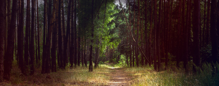 Fototapeta Alley footpath in the pine forest panorama with dramatic light
