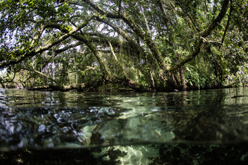 Jungle Overhanging Shallow Water