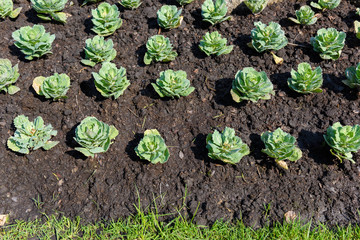 Seedlings, ornamental plants