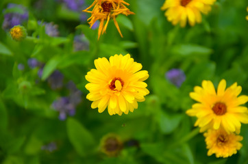 Garden of calendulas flowers at summer