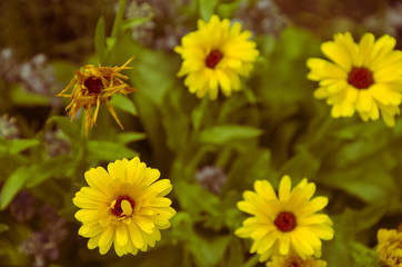 Fototapeta premium Garden of calendulas flowers at summer