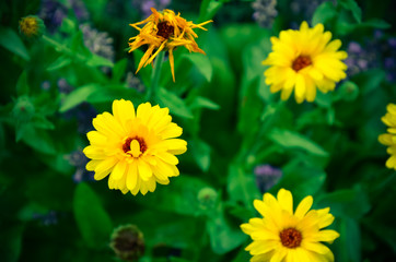 Garden of calendulas flowers at summer