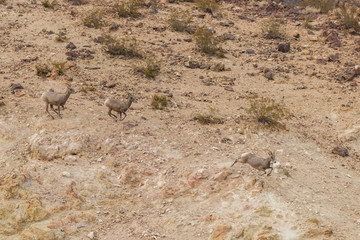 Desert bighorn Ewes Runing