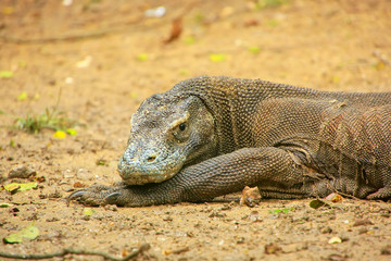 Portrait of Komodo dragon resting on Rinca Island in Komodo Nati © donyanedomam