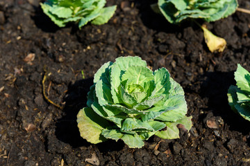 Seedlings, ornamental plants