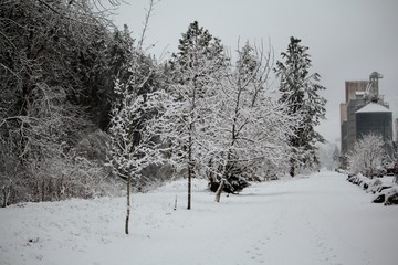 Walking Path In Winter
