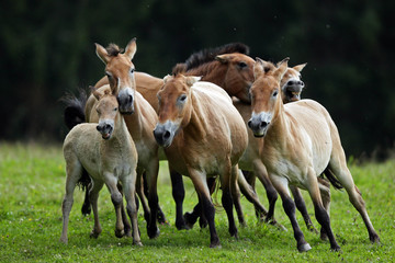Obraz na płótnie Canvas Wild horses running