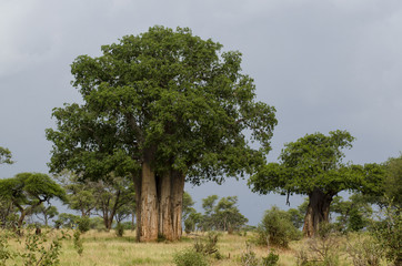 Baobab africain, Adansonia digitata, parc national de Tarangire, Tanzanie