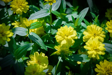 Vivid close up Zinnia flower