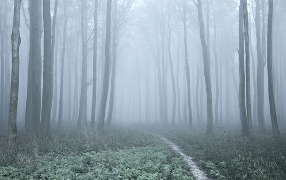 Fototapeta Narrow Path through Forest of Beech Trees in Dense Fog