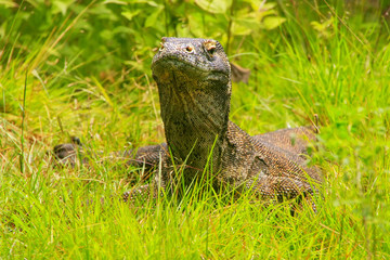 Portrait of Komodo dragon lying in grass on Rinca Island in Komo