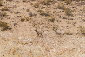 Desert bighorn Ewes Running