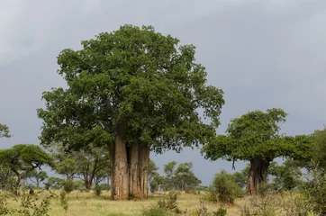 Crédence de cuisine en verre imprimé Baobab Baobab africain, Adansonia digitata, parc national de Tarangire, Tanzanie
