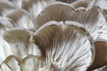 Oyster mushroom,food