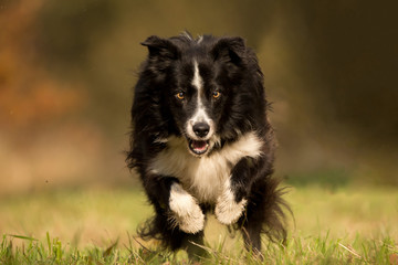 Border Collie