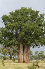 Baobab africain, Adansonia digitata, parc national de Tarangire, Tanzanie