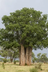 Papier Peint photo Lavable Baobab Baobab africain, Adansonia digitata, parc national de Tarangire, Tanzanie