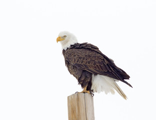 Bald Eagle - With White Background, Colorado