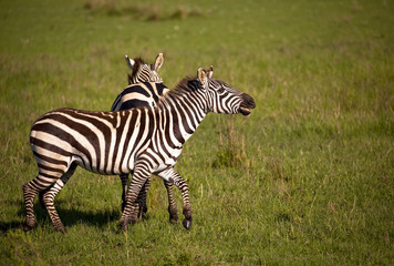Fototapeta na wymiar Two zebras frolicking against background of green grass
