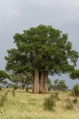 Papier Peint photo Baobab Baobab africain, Adansonia digitata, parc national de Tarangire, Tanzanie