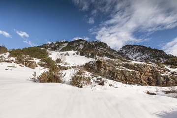 Fototapeta na wymiar winter mountain landscape with pine and birch forest.