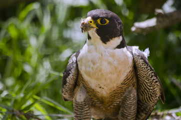 peregrine falcon