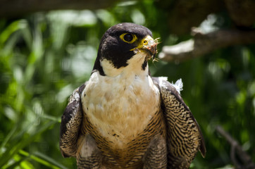 peregrine falcon