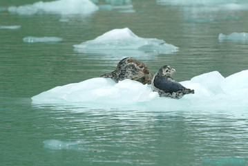 Fototapeta premium Harbor Seal Mother and Baby, Tracy Arm, Alaska