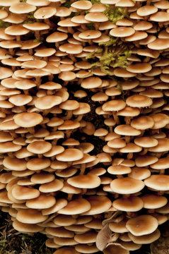 Wall of Mushrooms, Glacier Bay, Alaska
