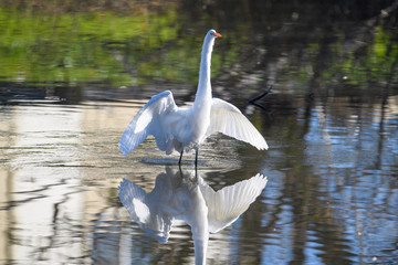 Great White Egret wings spread wide in pond