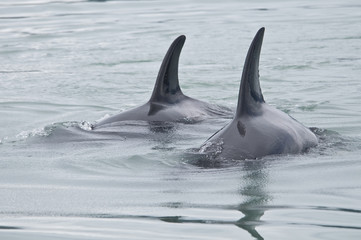 Obraz premium Pair of Orcas, Alaska