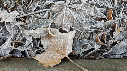 Zamrożone liście drzew leżące na ulicy 