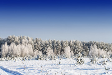  Frozen winter forest with snow covered trees.