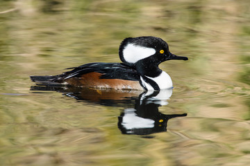 Hooded Merganser Male swimming hood down reflected in colorful water