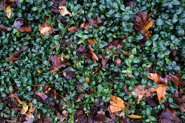green leaves brown leaves