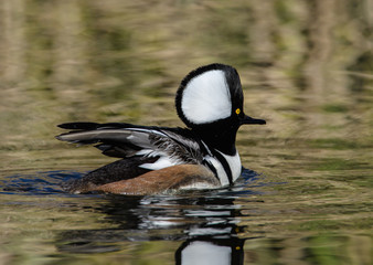 Hooded Merganser Male full hood raising wings on lake