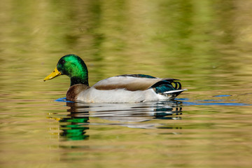 Mallard Drake with reflection iridescent
