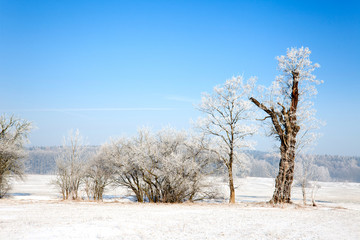 Winterlandschaft mit Bäumen