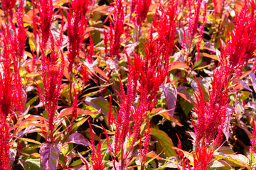 colorful celosia flower