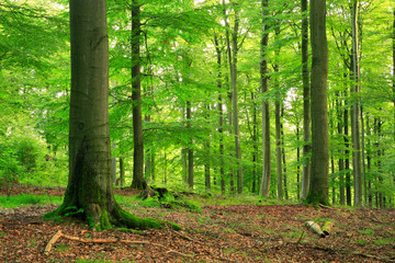 Green Forest of Old Beech Trees in Summer, Kellerwald National Park, Germany