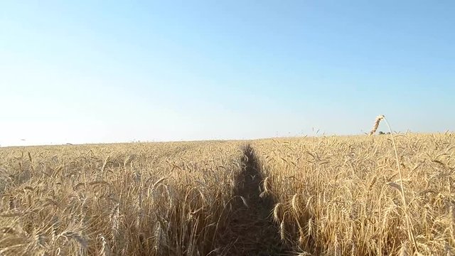 road in the wheat field, yellow field of wheat, grain yield